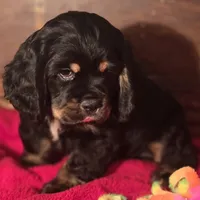 King, a male Cocker Spaniel for sale in Hardy, AR – Photo 1 of 8