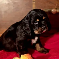King, a male Cocker Spaniel for sale in Hardy, AR – Photo 5 of 8