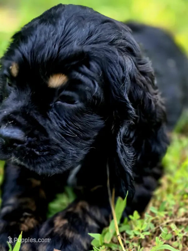 Happy – Cocker Spaniel puppy for sale in Hardy, AR