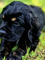 Happy, a female Cocker Spaniel for sale in Hardy, AR – 1 of 9