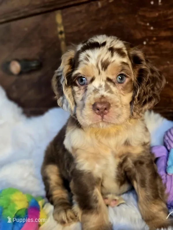 Major – Cocker Spaniel puppy for sale in Hardy, AR