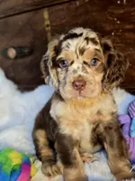 Major, a male Cocker Spaniel for sale in Hardy, AR – 1 of 9