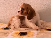 Parker, a male Cavalier King Charles Spaniel for sale in Hardy, AR – 6 of 8