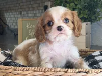 Lana, a female Cavalier King Charles Spaniel for sale in Hardy, AR – 6 of 8