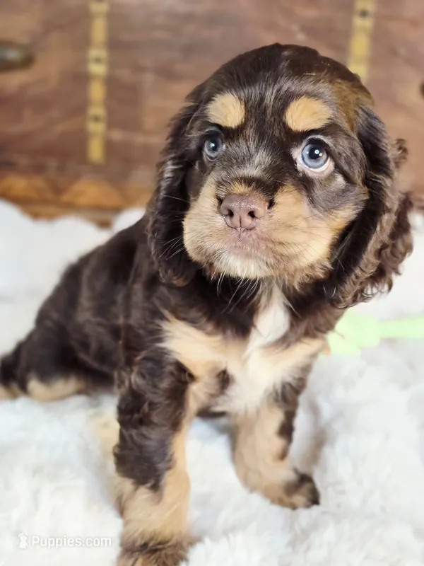 Cocoa – Cocker Spaniel puppy for sale in Hardy, AR
