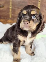 Cocoa, a female Cocker Spaniel for sale in Hardy, AR – 1 of 9