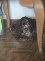 Mason, a male Cocker Spaniel for sale in Hardy, AR – 7 of 8