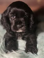 Snip, a female Cocker Spaniel for sale in Hardy, AR – 5 of 10