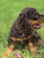 Cocoa, a male Cocker Spaniel for sale in Hardy, AR – 9 of 9