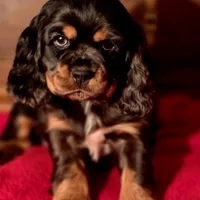 Akria, a female Cocker Spaniel for sale in Hardy, AR – Photo 1 of 8