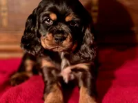 processed/90cf4e8e-6c9a-416f-af77-f1ec7d19d841/listing/82967b11-12a4-4006-9b76-d4b6c7ff7736/247e9dc2-089a-4406-8e4a-25e3fed27f2d