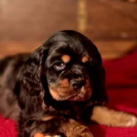 Akria, a female Cocker Spaniel for sale in Hardy, AR – Photo 4 of 8