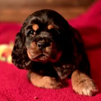 Akria, a female Cocker Spaniel for sale in Hardy, AR – Photo 3 of 8