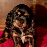 Akria, a female Cocker Spaniel for sale in Hardy, AR – Photo 2 of 8