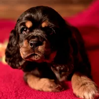 Akria, a female Cocker Spaniel for sale in Hardy, AR – Photo 5 of 8