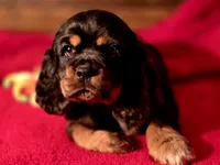 processed/90cf4e8e-6c9a-416f-af77-f1ec7d19d841/listing/82967b11-12a4-4006-9b76-d4b6c7ff7736/8060907f-8cd2-4579-b2d0-ff958d332b42