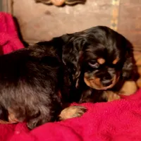 Akria, a female Cocker Spaniel for sale in Hardy, AR – Photo 6 of 8