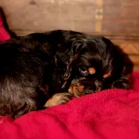 Akria, a female Cocker Spaniel for sale in Hardy, AR – Photo 7 of 8