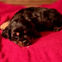 Akria, a female Cocker Spaniel for sale in Hardy, AR – Photo 8 of 8