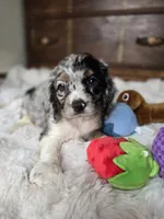 Izzy , a female Cocker Spaniel for sale in Hardy, AR – 7 of 10