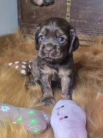 Izzy, a female Cocker Spaniel for sale in Hardy, AR – 4 of 10