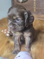 Izzy, a female Cocker Spaniel for sale in Hardy, AR – 10 of 10