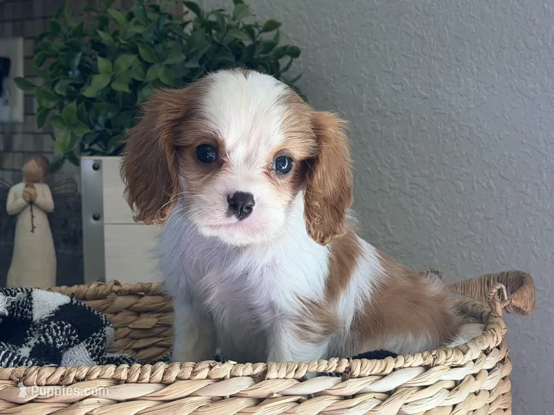 Lucy – Cavalier King Charles Spaniel puppy for sale in Hardy, AR
