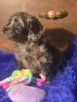 Beautiful Girl, a female Cockapoo for sale in Hardy, AR – Photo 2 of 9