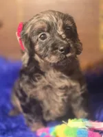 Beautiful Girl, a female Cockapoo for sale in Hardy, AR – Photo 7 of 9