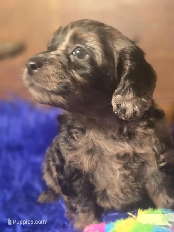Beautiful Girl – Cockapoo puppy for sale in Hardy, AR