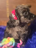 Beautiful Girl, a female Cockapoo for sale in Hardy, AR – Photo 8 of 9