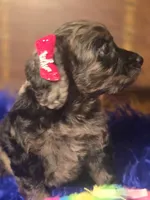Beautiful Girl, a female Cockapoo for sale in Hardy, AR – Photo 5 of 9