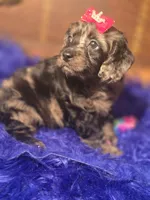 Beautiful Girl, a female Cockapoo for sale in Hardy, AR – Photo 6 of 9