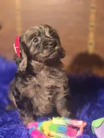 Beautiful Girl, a female Cockapoo for sale in Hardy, AR – Photo 4 of 9