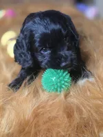 Ebony , a female Cocker Spaniel for sale in Hardy, AR – 10 of 10