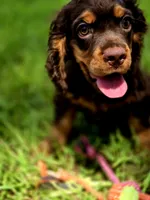 Cocoa, a male Cocker Spaniel for sale in Hardy, AR – 4 of 9