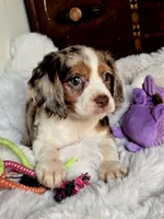 Princess , a female Cocker Spaniel for sale in Hardy, AR – 2 of 9