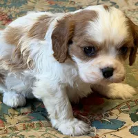 Shiloh, a male Cavalier King Charles Spaniel for sale in Hardy, AR – Photo 5 of 5