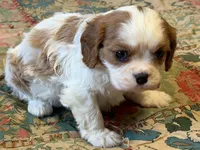 Shiloh, a male Cavalier King Charles Spaniel for sale in Hardy, AR – Photo 5 of 5
