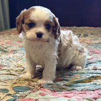 Shiloh, a male Cavalier King Charles Spaniel for sale in Hardy, AR – Photo 4 of 5