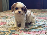 Shiloh, a male Cavalier King Charles Spaniel for sale in Hardy, AR – Photo 4 of 5