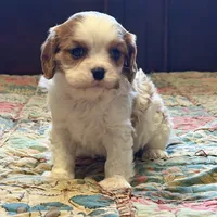 Shiloh, a male Cavalier King Charles Spaniel for sale in Hardy, AR – Photo 2 of 5