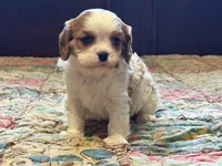 Shiloh, a male Cavalier King Charles Spaniel for sale in Hardy, AR – Photo 2 of 5