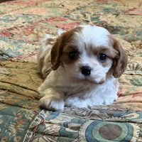Shiloh, a male Cavalier King Charles Spaniel for sale in Hardy, AR – Photo 3 of 5