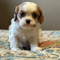 Shiloh, a male Cavalier King Charles Spaniel for sale in Hardy, AR – Photo 1 of 5