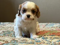 Shiloh, a male Cavalier King Charles Spaniel for sale in Hardy, AR – Photo 1 of 5