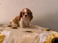 Parker, a male Cavalier King Charles Spaniel for sale in Hardy, AR – 8 of 8