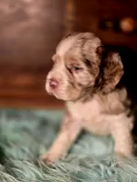 Aroura, a female Cocker Spaniel for sale in Hardy, AR – 6 of 10