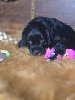 Ebony , a female Cocker Spaniel for sale in Hardy, AR – 4 of 10
