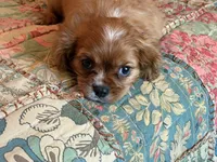 Boston, a male Cavalier King Charles Spaniel for sale in Hardy, AR – 5 of 5